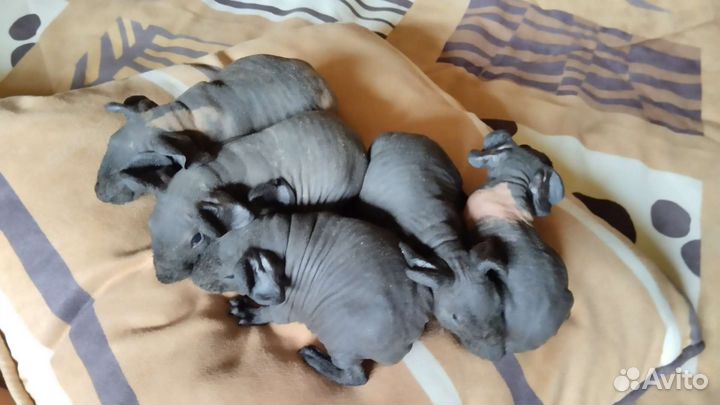 Морская свинка скинни