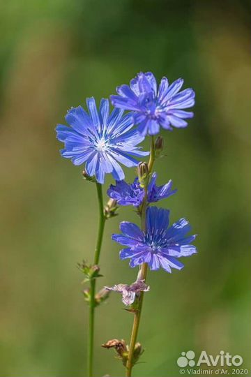 Цикорий садовый