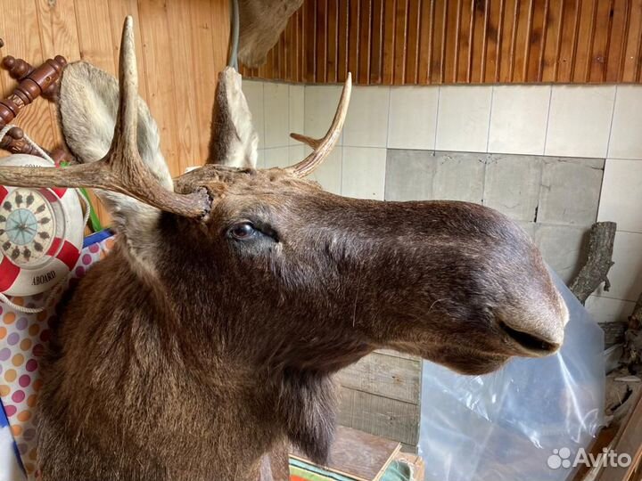 Чучело животных