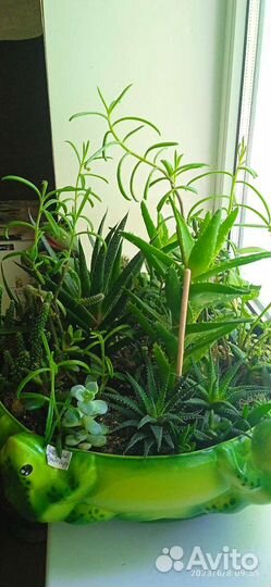 Суккуленты