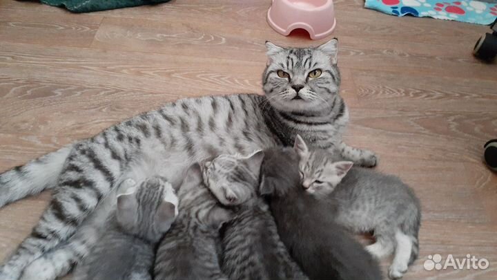Британские котята