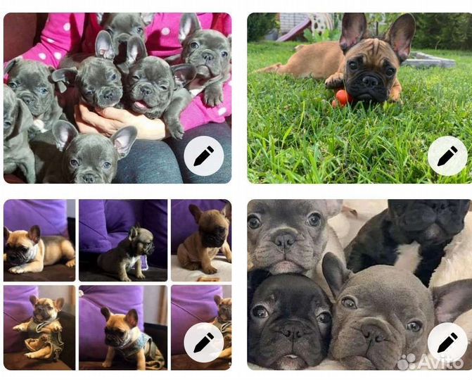 Французский бульдог щенки