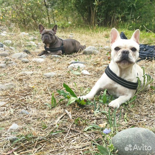 Щенки французского бульдога