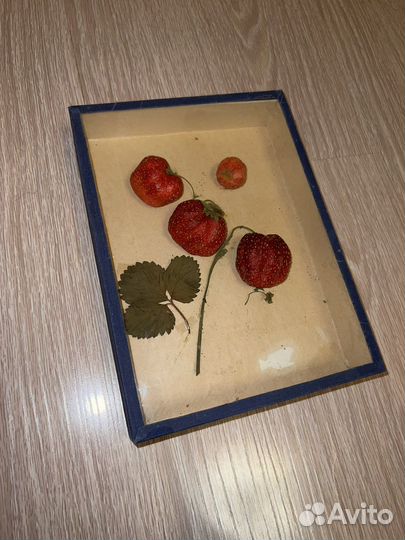 Гербарий клубники
