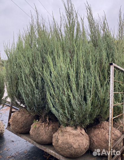Можжевельник блю эрроу 2.0-2.5 m