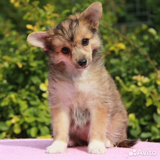 Щенки кхс Китайской хохлатой собаки