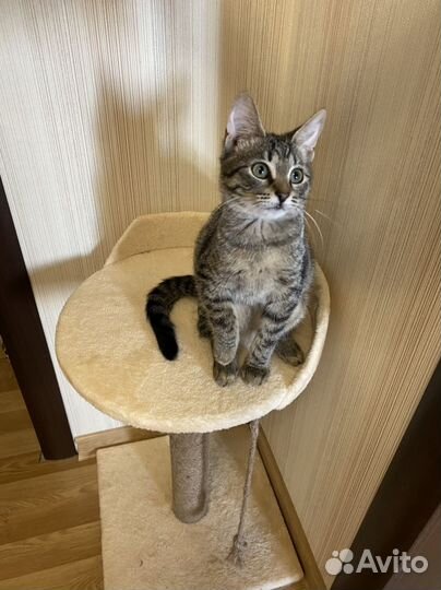 Чудесная тигрулька в ответственные ручки