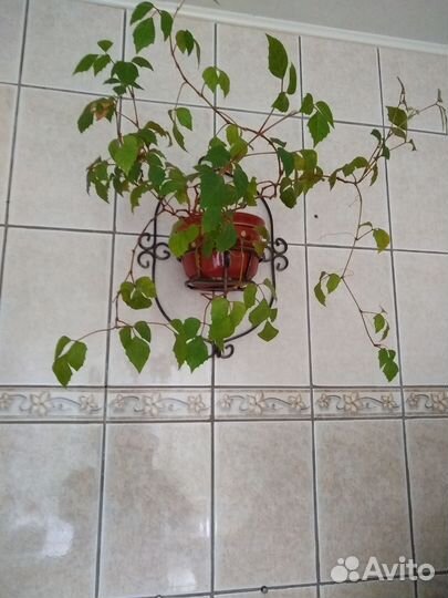 Продам цветок 