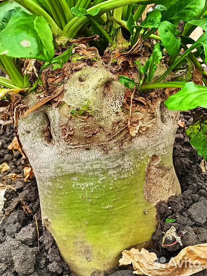 Семена кормовой свеклы