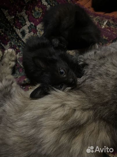 Черная кошка