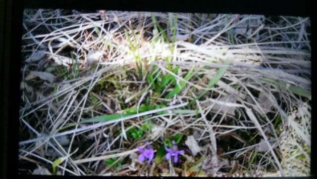 Участок 15,4 сот. (ИЖС)