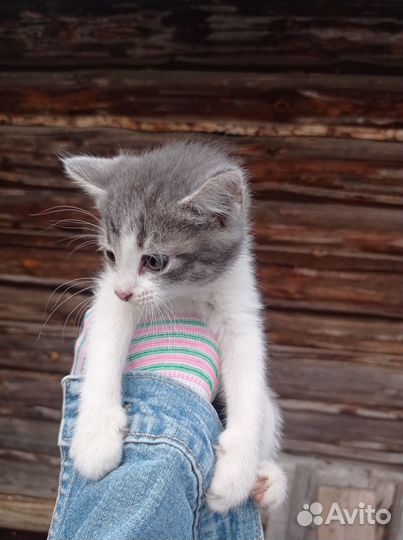 Кошка мышеловка