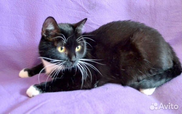 Ася - добрая кошечка в надежные руки