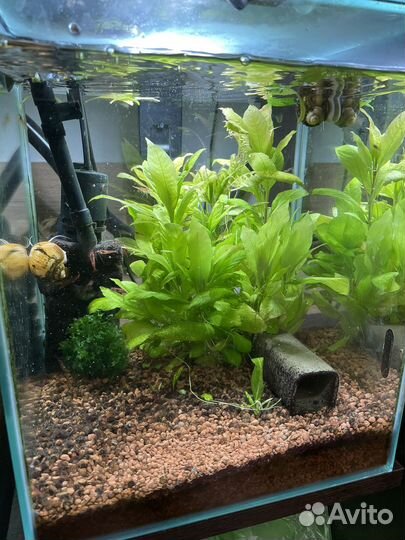 Аквариум 20л