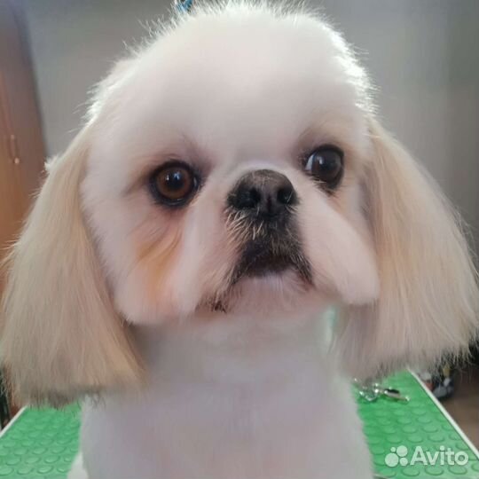 Стрижка собак и кошек