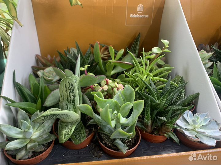 Суккуленты набор 20 шт