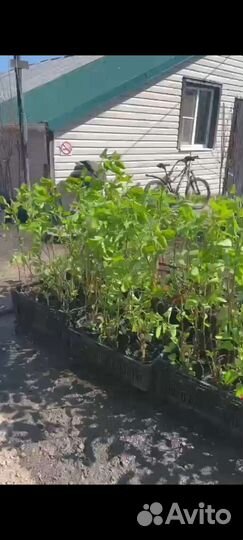 Цветы гортензия, розы, кустовые плитистые