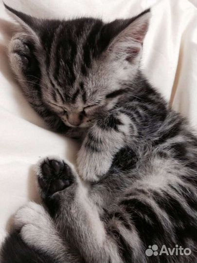 Котята в добрые руки 2 месяца