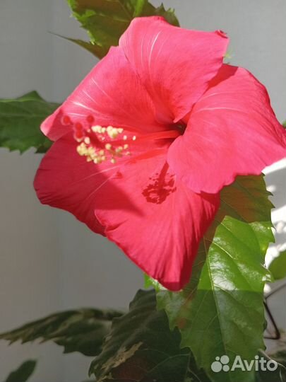 Гибискус Купера 