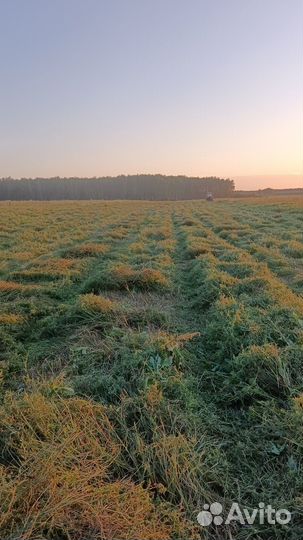 Сено в рулонах