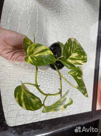 Сциндапсус