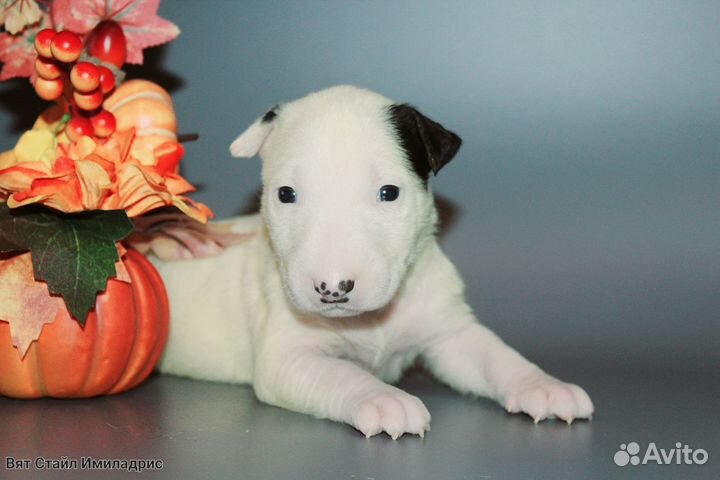Щенки бультерьера