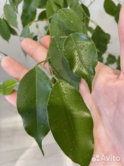 Фикус Экзотика