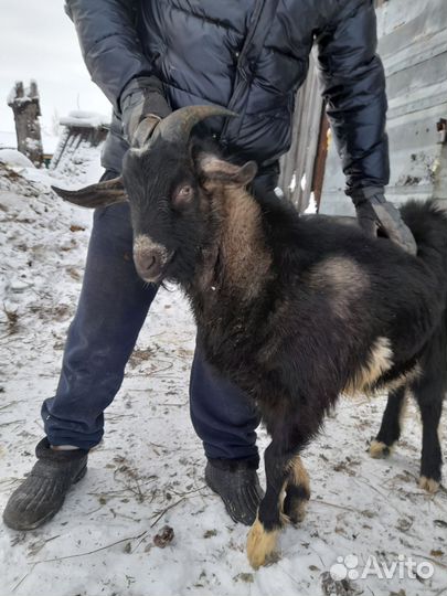 Нубийский козел вязка