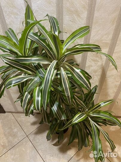 Драцена деремская