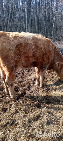 Корова(телка)