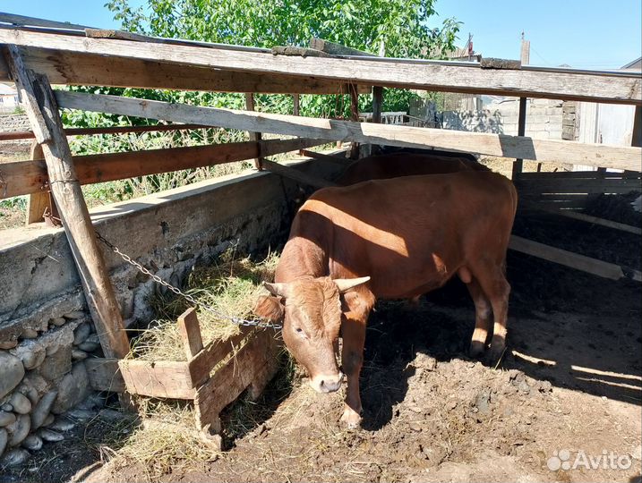 Два бычка одна телка