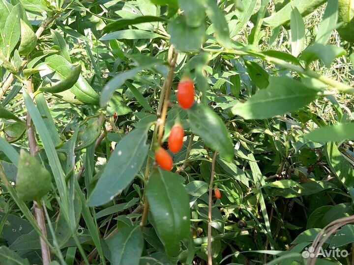 Саженцы годжи