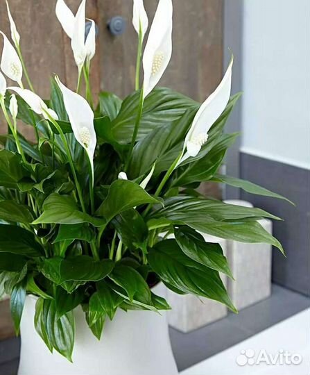 Спатифиллум