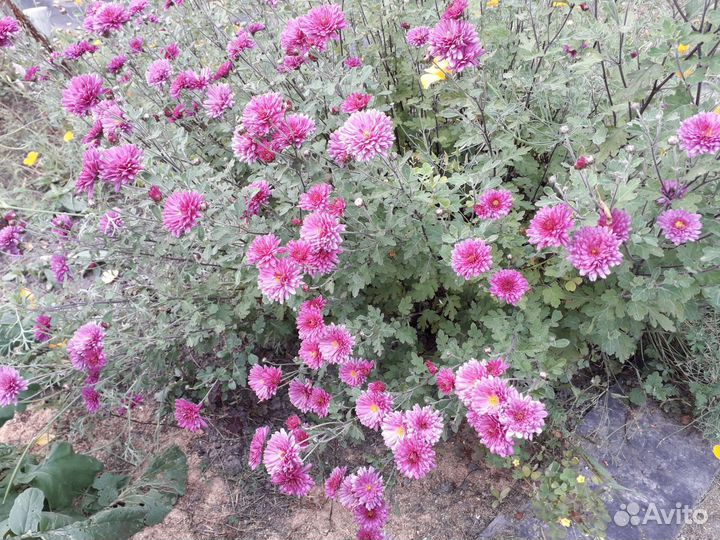 Хризантема кустовая