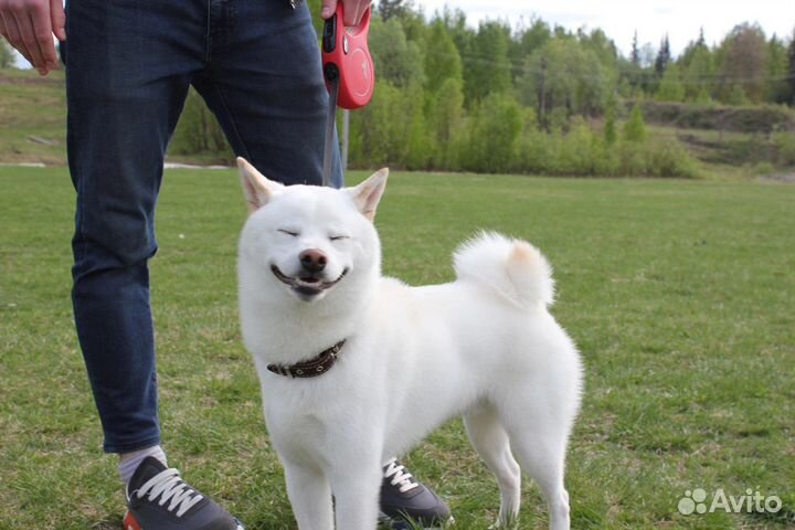 Вязка сиба ину