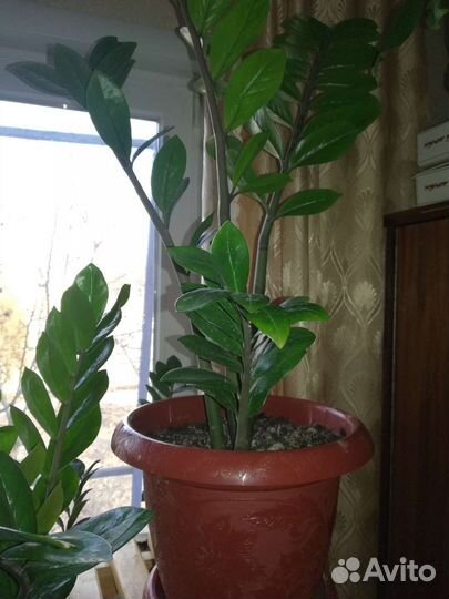 Замиокулькас