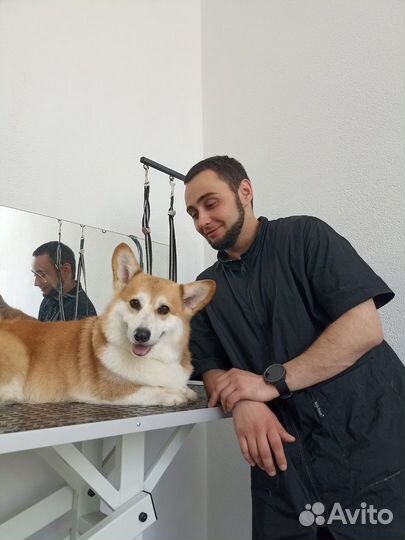 Стрижка собак стрижка кошек груминг