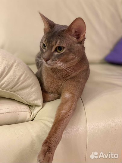 Кот ищет кошку