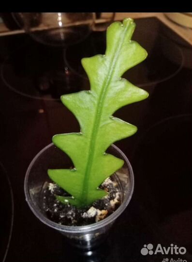 Марниера, Эпифиллумы - ангулигер (углов)и др, Алое