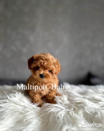 Мальтипу ф1 мини мальчик ред браун