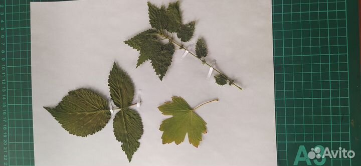 Гербарий, сухоцветы