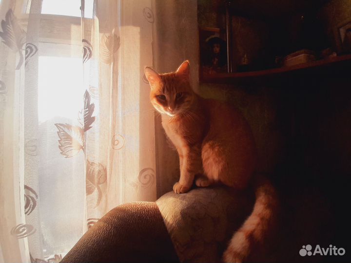 Отдам кота в добрые руки