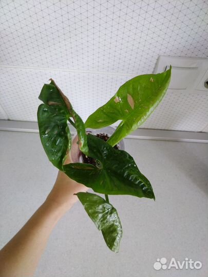 Набор сингониумов для начинающих любителей сингов