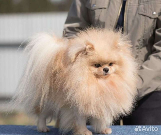 Идеальный мальчик РКФ