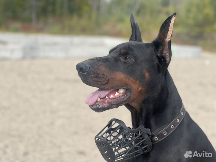 Доберман вязка