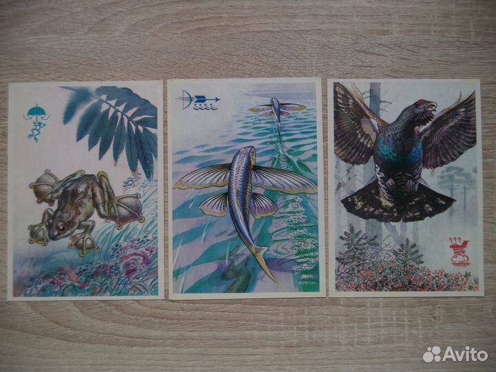 Кто как летает. Открытки СССР 1978 год