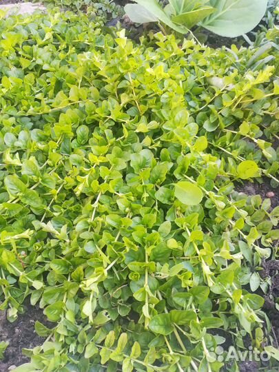 Зелень садовая почвопокровная