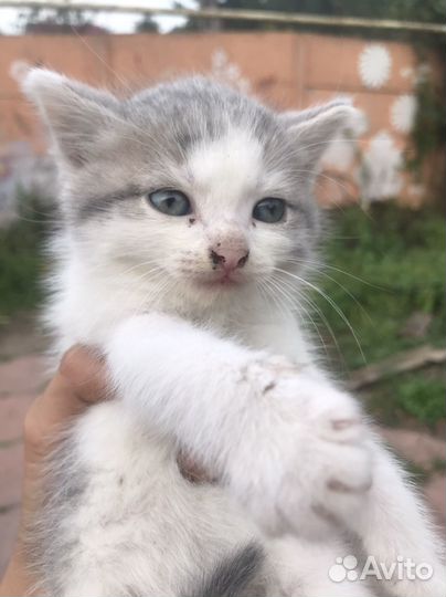 Отдам котят маленьких,в хорошии добрые руки