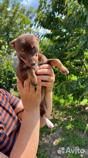 Той-терьер щенки