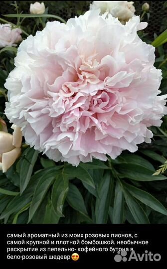 Пион розовый